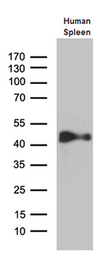 CYTH4 Antibody in Western Blot (WB)