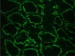 K-cadherin Antibody in Immunohistochemistry (Frozen) (IHC (F))