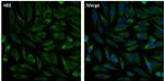 Calnexin Antibody in Immunocytochemistry (ICC/IF)