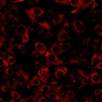 Calnexin Antibody in Immunocytochemistry (ICC/IF)