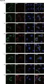 Calnexin Antibody in Immunocytochemistry (ICC/IF)