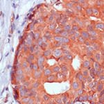 Calpastatin Antibody in Immunohistochemistry (Paraffin) (IHC (P))