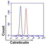 Calreticulin Antibody in Flow Cytometry (Flow)