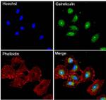 Calreticulin Antibody in Immunocytochemistry (ICC/IF)