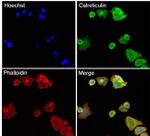 Calreticulin Antibody in Immunocytochemistry (ICC/IF)