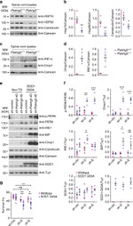 Calreticulin Antibody in Western Blot (WB)