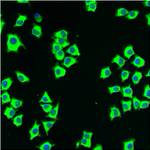 Calreticulin Antibody in Immunocytochemistry (ICC/IF)