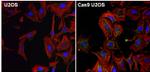 Cas9 Antibody in Immunocytochemistry (ICC/IF)