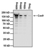 Cas9 Antibody in Western Blot (WB)