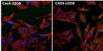 Cas9 Antibody in Immunocytochemistry (ICC/IF)