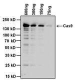 Cas9 Antibody in Western Blot (WB)