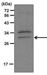 Caspase 3 Antibody in Western Blot (WB)