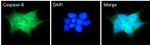 Caspase 8 Antibody in Immunocytochemistry (ICC/IF)