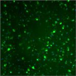 Caspase 9 (Cleaved Asp315) Antibody in Immunocytochemistry (ICC/IF)