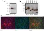 Cathepsin E Antibody in Western Blot (WB)