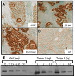 Cathepsin E Antibody in Western Blot (WB)