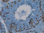 Caveolin 1 Antibody in Immunohistochemistry (Paraffin) (IHC (P))