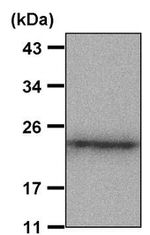 Caveolin 1 Antibody in Western Blot (WB)