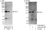 Cbl-b Antibody in Western Blot (WB)