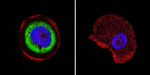 Cdc37 Antibody in Immunocytochemistry (ICC/IF)