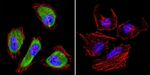 Cdc37 Antibody in Immunocytochemistry (ICC/IF)