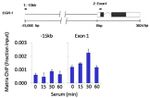 CDK8 Antibody in ChIP Assay (ChIP)