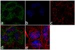 MEK3 Antibody in Immunocytochemistry (ICC/IF)