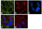 eIF4A3 Antibody in Immunocytochemistry (ICC/IF)