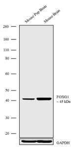 FOXG1 Antibody in Western Blot (WB)