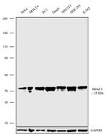 HDAC1 Antibody in Western Blot (WB)