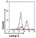 LAMP2 Antibody in Flow Cytometry (Flow)