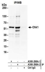 Chk1 Antibody in Western Blot (WB)