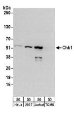 Chk1 Antibody in Western Blot (WB)