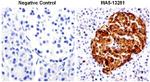 Chromogranin A Antibody in Immunohistochemistry (Paraffin) (IHC (P))