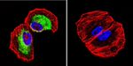 Clathrin Heavy Chain Antibody in Immunocytochemistry (ICC/IF)