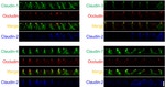 Claudin 7 Antibody in Immunocytochemistry (ICC/IF)