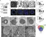 Claudin 1 Antibody in Immunocytochemistry (ICC/IF)