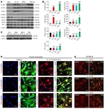 Claudin 1 Antibody in Western Blot (WB)