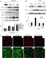 Claudin 1 Antibody in Western Blot (WB)