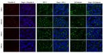 Claudin 2 Antibody in Immunocytochemistry (ICC/IF)