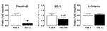 Claudin 2 Antibody in Western Blot (WB)