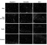 Occludin Antibody in Immunohistochemistry (IHC)