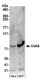 CoAA Antibody in Western Blot (WB)