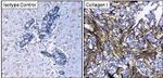 Collagen I Antibody in Immunohistochemistry (Frozen) (IHC (F))