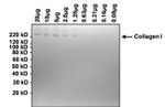 Collagen I Antibody in Western Blot (WB)