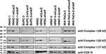 NDUFB8 Antibody in Western Blot (WB)