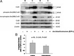 Connexin 26 Antibody in Western Blot (WB)