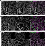 Connexin 26 Antibody in Immunohistochemistry (IHC)