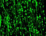 Connexin 29 Antibody in Immunohistochemistry (IHC)