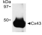 Connexin 43 Antibody in Western Blot (WB)